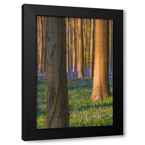 Europe-Belgium-Hallerbos forest with blooming bluebells Black Modern Wood Framed Art Print with Double Matting by Jaynes Gallery