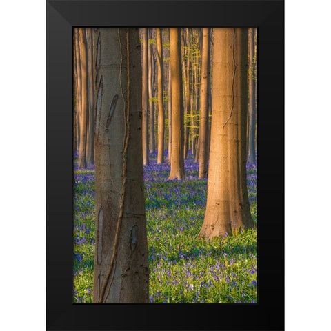 Europe-Belgium-Hallerbos forest with blooming bluebells Black Modern Wood Framed Art Print by Jaynes Gallery