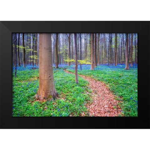 Europe-Belgium-Hallerbos forest with blooming bluebells Black Modern Wood Framed Art Print by Jaynes Gallery
