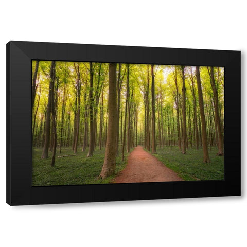 Europe-Belgium-Path in Hallerbos forest Black Modern Wood Framed Art Print with Double Matting by Jaynes Gallery