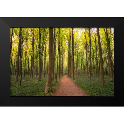 Europe-Belgium-Path in Hallerbos forest Black Modern Wood Framed Art Print by Jaynes Gallery