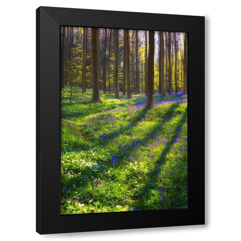 Europe-Belgium-Hallerbos forest with blooming bluebells Black Modern Wood Framed Art Print with Double Matting by Jaynes Gallery