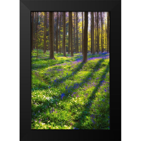 Europe-Belgium-Hallerbos forest with blooming bluebells Black Modern Wood Framed Art Print by Jaynes Gallery