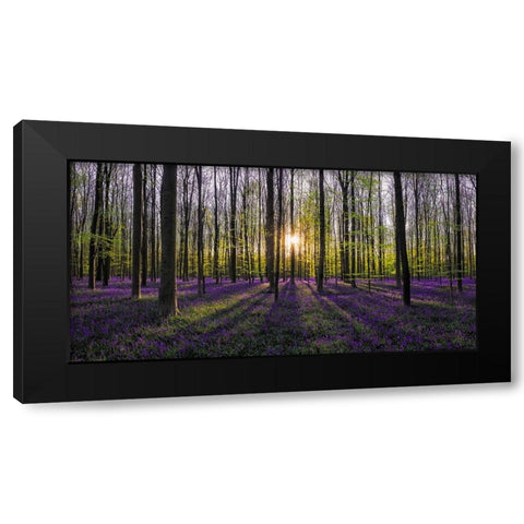 Europe-Belgium-Sunrise on Hallerbos forest with blooming bluebells Black Modern Wood Framed Art Print by Jaynes Gallery