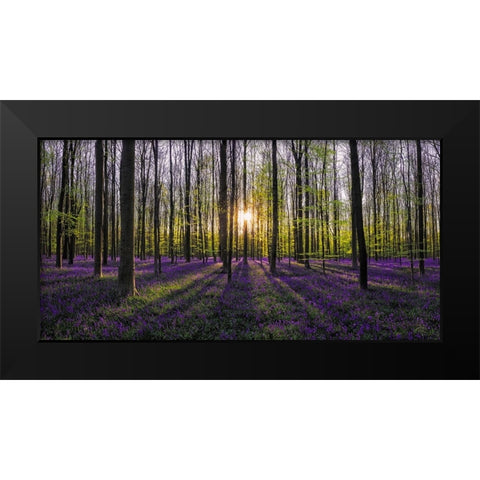 Europe-Belgium-Sunrise on Hallerbos forest with blooming bluebells Black Modern Wood Framed Art Print by Jaynes Gallery