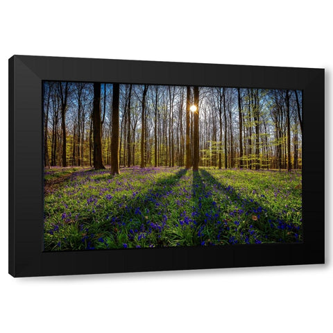 Europe-Belgium-Hallerbos forest with blooming bluebells Black Modern Wood Framed Art Print with Double Matting by Jaynes Gallery