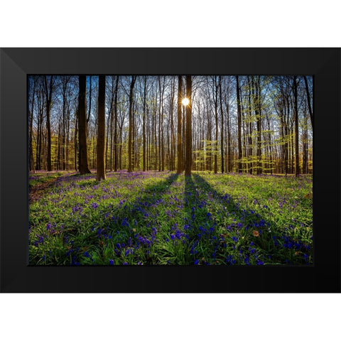 Europe-Belgium-Hallerbos forest with blooming bluebells Black Modern Wood Framed Art Print by Jaynes Gallery