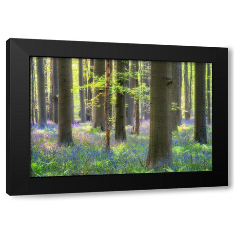 Europe-Belgium-Hallerbos forest with blooming bluebells Black Modern Wood Framed Art Print with Double Matting by Jaynes Gallery