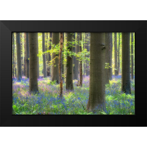 Europe-Belgium-Hallerbos forest with blooming bluebells Black Modern Wood Framed Art Print by Jaynes Gallery