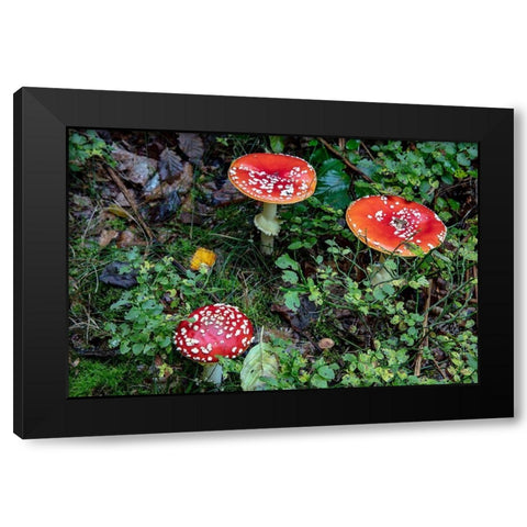 Fly agaric mushrooms in the Cesky Raj nature preserve near Turnov-Czech Republic Black Modern Wood Framed Art Print by Haney, Chuck