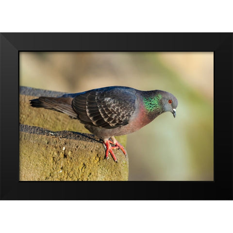 Pigeon perched on a stone wall Black Modern Wood Framed Art Print by Haseltine, Tom