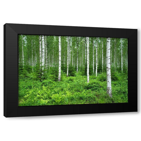 Finlandia-Savonlinna-birches forest Black Modern Wood Framed Art Print with Double Matting by Molinari, Michele