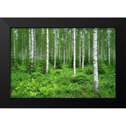 Finlandia-Savonlinna-birches forest Black Modern Wood Framed Art Print by Molinari, Michele