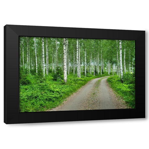 Finlandia-Savonlinna-dirt road in a birches forest Black Modern Wood Framed Art Print by Molinari, Michele