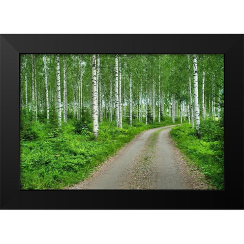 Finlandia-Savonlinna-dirt road in a birches forest Black Modern Wood Framed Art Print by Molinari, Michele