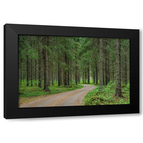 Finlandia-Savonlinna-dirt road in a spruce forest Black Modern Wood Framed Art Print by Molinari, Michele