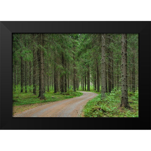 Finlandia-Savonlinna-dirt road in a spruce forest Black Modern Wood Framed Art Print by Molinari, Michele