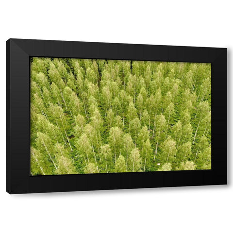 Finlandia-Savonlinna-forest Black Modern Wood Framed Art Print with Double Matting by Molinari, Michele