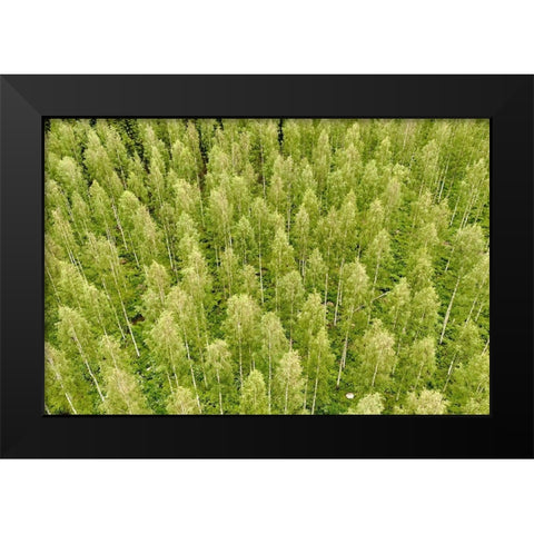 Finlandia-Savonlinna-forest Black Modern Wood Framed Art Print by Molinari, Michele