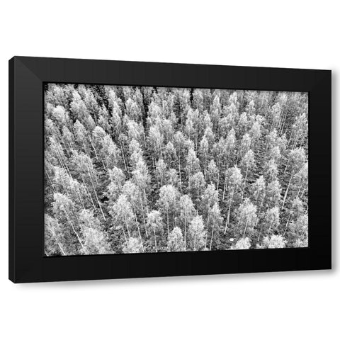 Finlandia-Savonlinna-forest Black Modern Wood Framed Art Print by Molinari, Michele