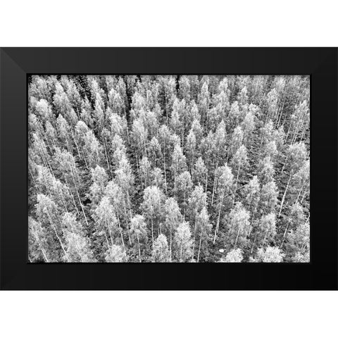 Finlandia-Savonlinna-forest Black Modern Wood Framed Art Print by Molinari, Michele