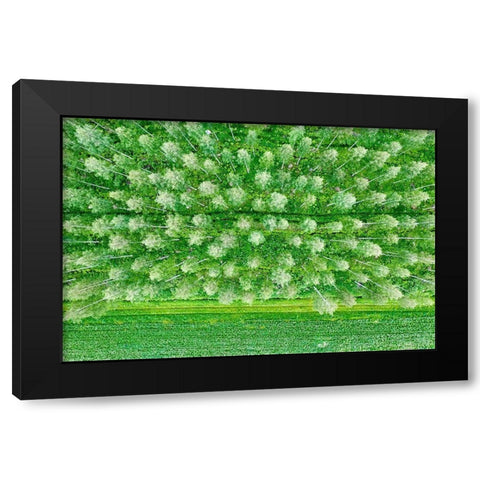 Finlandia-Savonlinna-forest Black Modern Wood Framed Art Print by Molinari, Michele