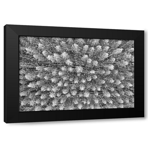 Finlandia-Savonlinna-forest Black Modern Wood Framed Art Print with Double Matting by Molinari, Michele