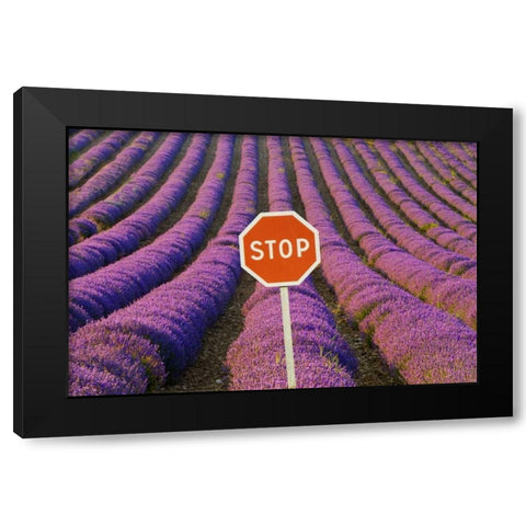 France, Provence Rows of lavender and stop sign Black Modern Wood Framed Art Print by Zuckerman, Jim