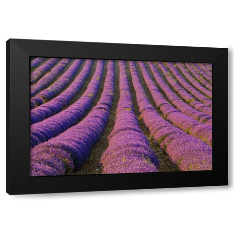 France, Provence Region Orderly rows of lavender Black Modern Wood Framed Art Print with Double Matting by Zuckerman, Jim