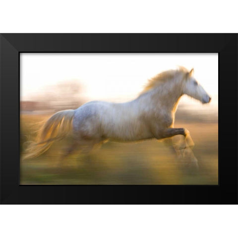 France, Provence White Camargue horse running Black Modern Wood Framed Art Print by Zuckerman, Jim
