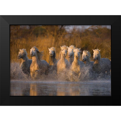 France, Provence White Camargue horses running Black Modern Wood Framed Art Print by Zuckerman, Jim