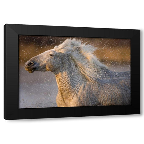 France, Provence Two Camargue horses running Black Modern Wood Framed Art Print by Zuckerman, Jim