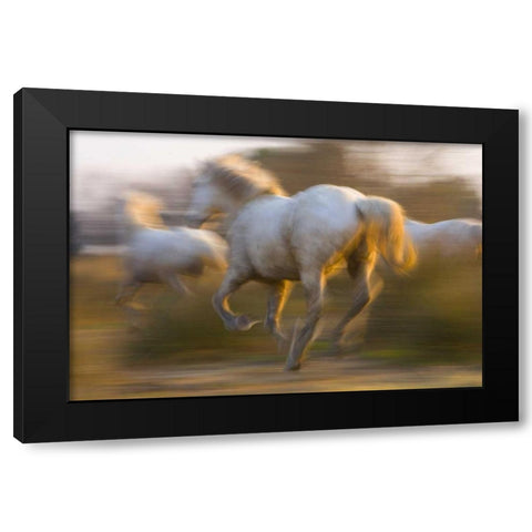 France, Provence White Camargue horses running Black Modern Wood Framed Art Print by Zuckerman, Jim