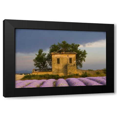France, Provence Field of lavender and hut Black Modern Wood Framed Art Print with Double Matting by Zuckerman, Jim