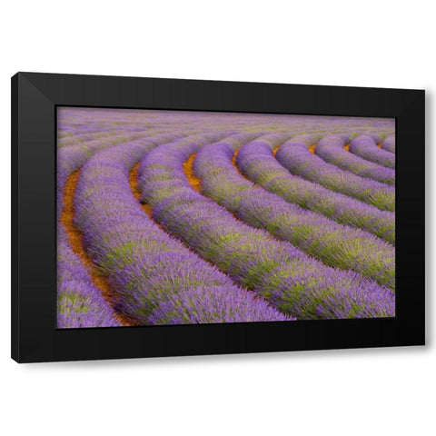 France, Provence region Curved rows of lavender Black Modern Wood Framed Art Print by Zuckerman, Jim