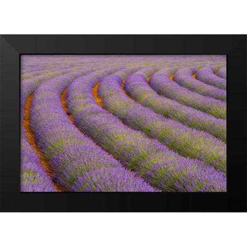 France, Provence region Curved rows of lavender Black Modern Wood Framed Art Print by Zuckerman, Jim