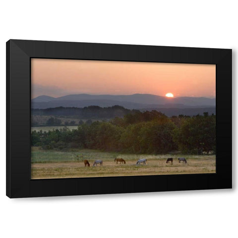 France, Provence region Horses graze at sunrise Black Modern Wood Framed Art Print by Zuckerman, Jim