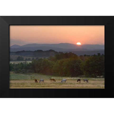 France, Provence region Horses graze at sunrise Black Modern Wood Framed Art Print by Zuckerman, Jim