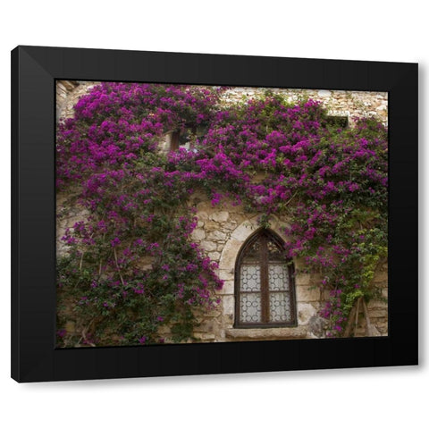 France, Provence, Eze Bright pink bougainvillea Black Modern Wood Framed Art Print with Double Matting by Kaveney, Wendy
