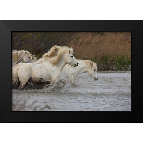 France, Provence White Camargue horses running Black Modern Wood Framed Art Print by Zuckerman, Jim