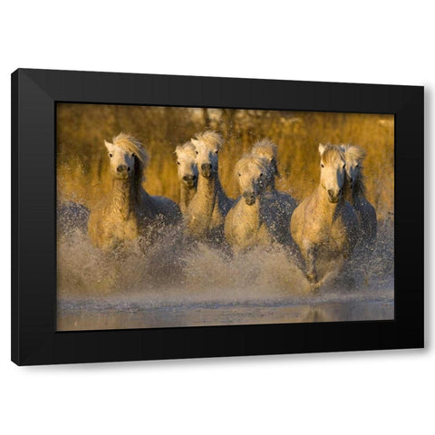 France, Provence White Camargue horses running Black Modern Wood Framed Art Print by Zuckerman, Jim