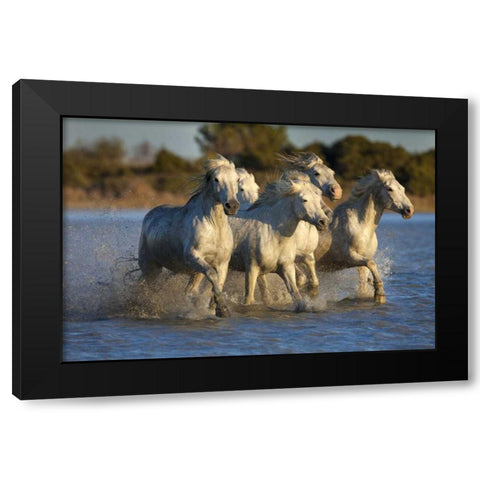 France, Provence White Camargue horses running Black Modern Wood Framed Art Print by Zuckerman, Jim