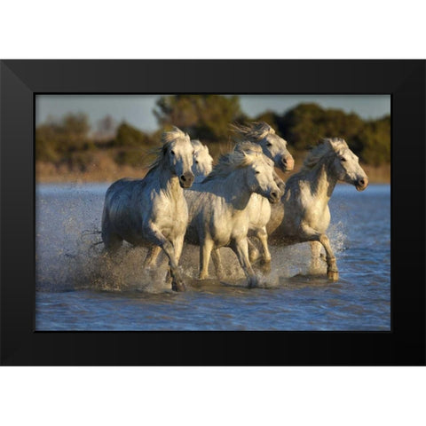 France, Provence White Camargue horses running Black Modern Wood Framed Art Print by Zuckerman, Jim