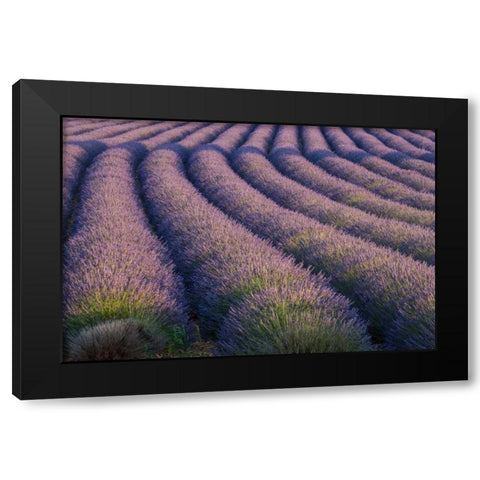 Europe, France Rows of lavender in Provence Black Modern Wood Framed Art Print by Anon, Ellen