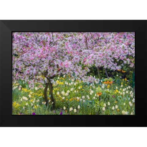 France, Giverny spring in Claude Monets garden Black Modern Wood Framed Art Print by Needle, Charles