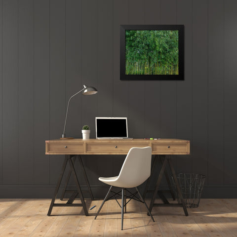 France-Giverny Bamboo forest in Monets Garden  Black Modern Wood Framed Art Print by Jaynes Gallery