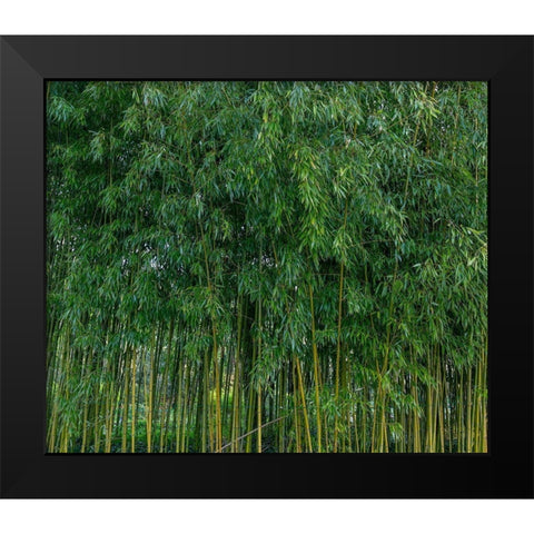 France-Giverny Bamboo forest in Monets Garden  Black Modern Wood Framed Art Print by Jaynes Gallery