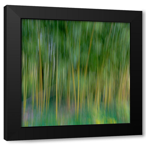 France-Giverny Abstract of bamboo forest in Monets Garden  Black Modern Wood Framed Art Print with Double Matting by Jaynes Gallery