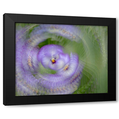 France-Giverny Abstract of purple pansy  Black Modern Wood Framed Art Print by Jaynes Gallery