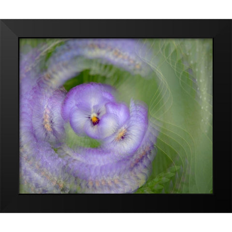 France-Giverny Abstract of purple pansy  Black Modern Wood Framed Art Print by Jaynes Gallery